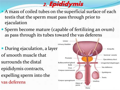 Physiology, Male Reproductive System 